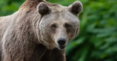 Homem morre após ataque de urso enquanto apanhava cogumelos