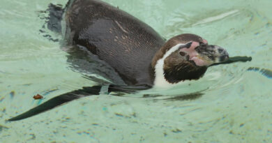 Pinguim da Antártida é encontrado em praia na Austrália, a 3,5 mil quilômetros de casa