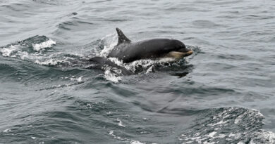 Golfinho esquartejado é encontrado em Nova Jersey; autoridades investigam