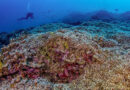 Confundido com barco, maior coral do mundo é encontrado nas Ilhas Salomão