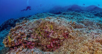 Confundido com barco, maior coral do mundo é encontrado nas Ilhas Salomão